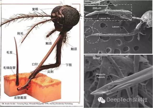左侧:蚊子的解剖结构示意图,右图:蚊子口针的扫描电子显微镜图像