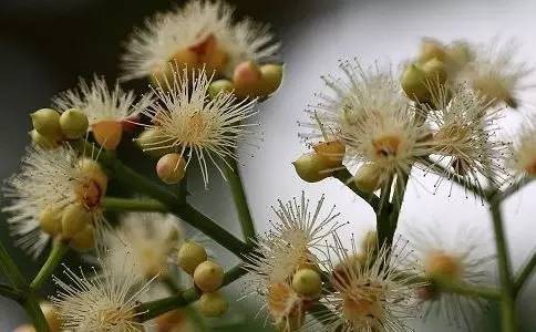 食材及方法:陈皮一小片,水翁花10克,菊花3克,加绿茶泡茶.