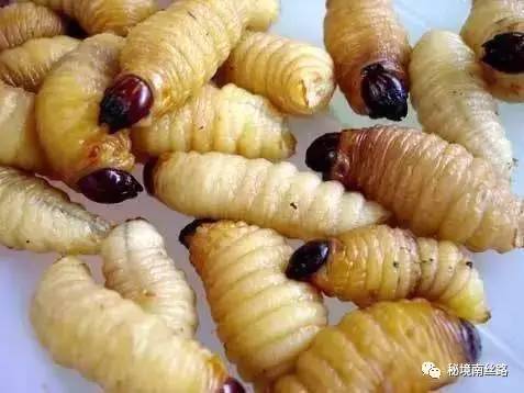 到云南一定要挑战的重口味美食!各种舌尖上的虫子,你敢吃吗?