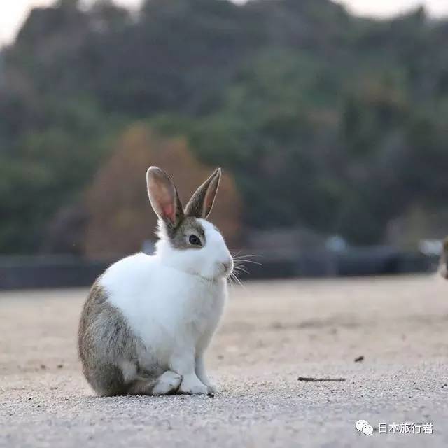 千万不要追赶兔子,也不要抱兔子! 兔子是软弱的动物.