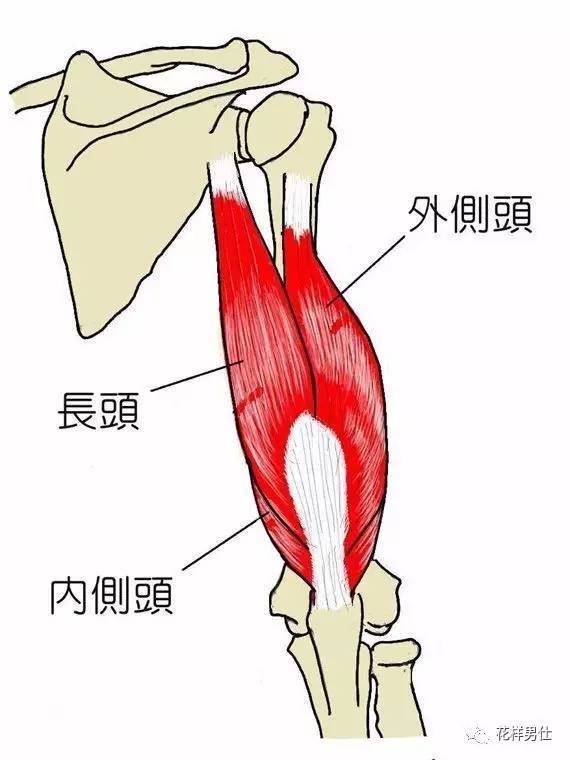 小白入门 | 想要强化肱三头肌?这三个动作足矣!