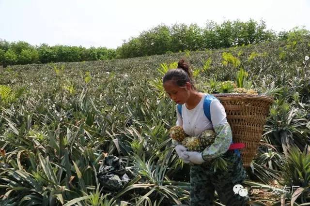 万宁菠萝滞销,大家都来帮帮他们!