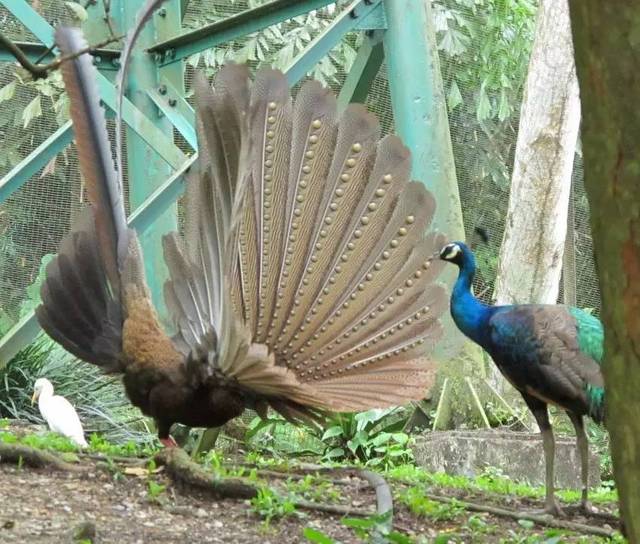 大眼斑雉(  argusianus argus),也叫青鸾.