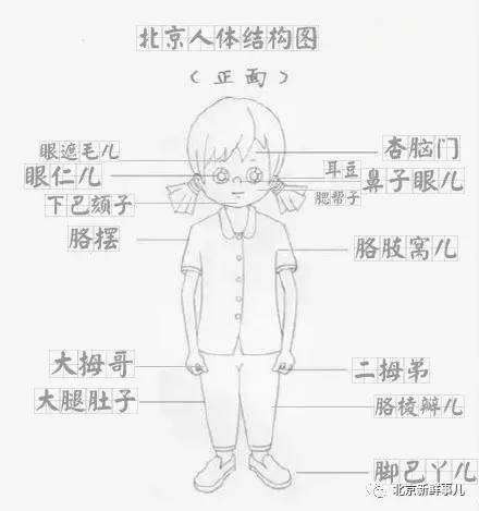 力 彑 北京人才能看懂的人体结构图 夂 小