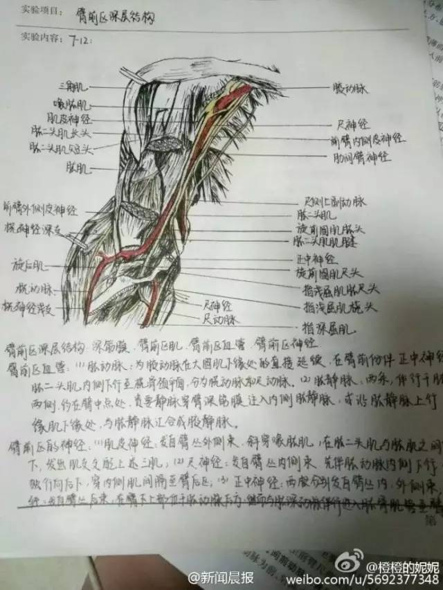 手绘人体解剖图堪比印刷!