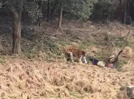 后续!宁波某动物园老虎伤人事件调查结果出炉