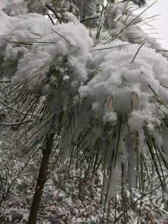 【城事】今晨重庆奉节竹园镇降雪