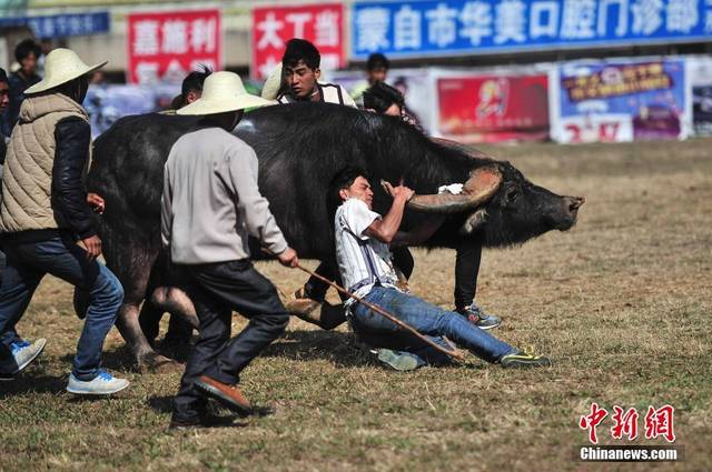 云南蒙自春节上演传统斗牛比赛