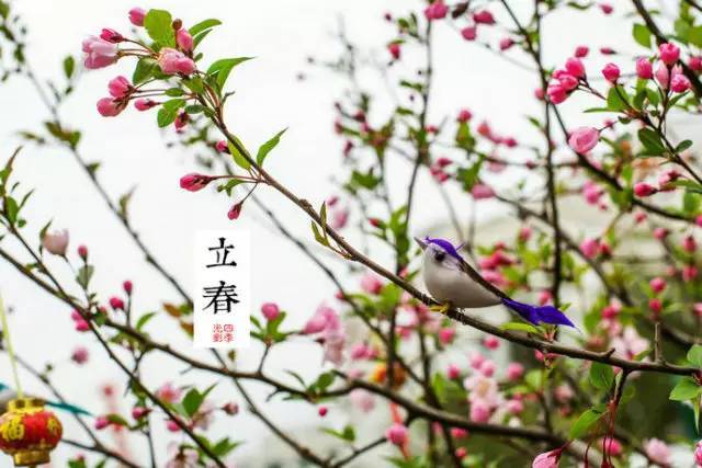 【莒南一小二十四节气】今日立春:一年之季在于春