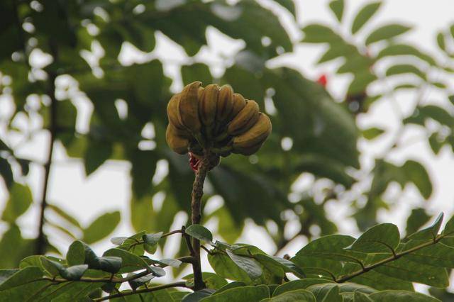 火烧花丨叶大而荫,花盛如火