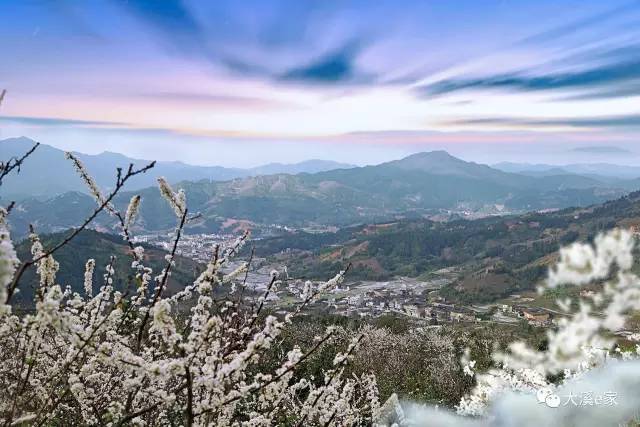 看雪何须去北方,到永定大溪置身李花"雪景吧!