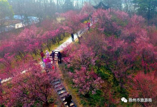 扬州这几处梅花开得正艳,错过又是一年