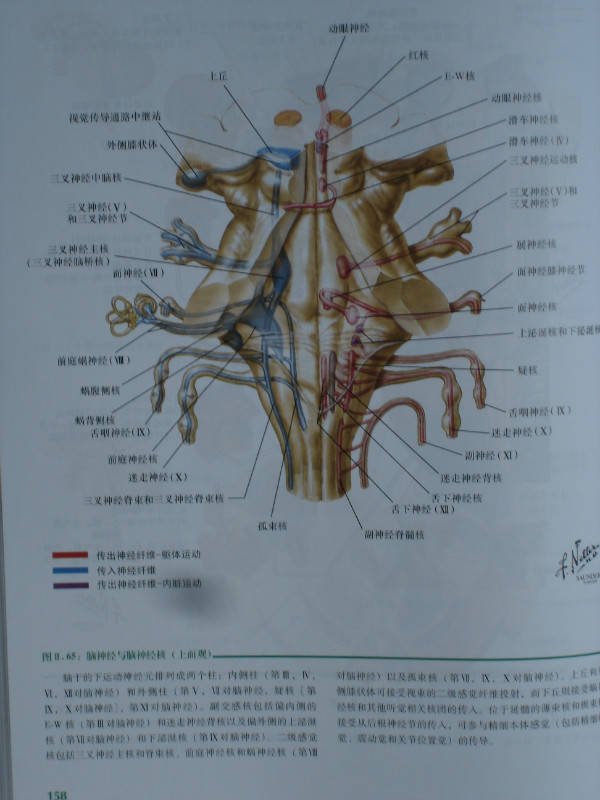 骨骼/肌肉/神经/动态解剖图大全,建议收藏!