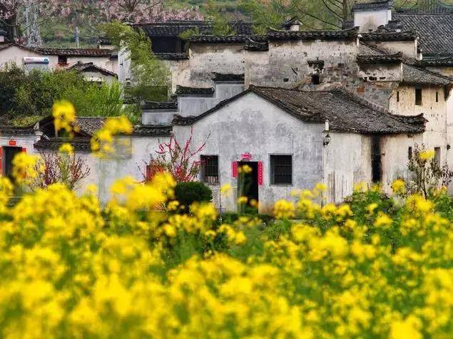 江西婺源油菜花 花期:三月 赏花路线: 1