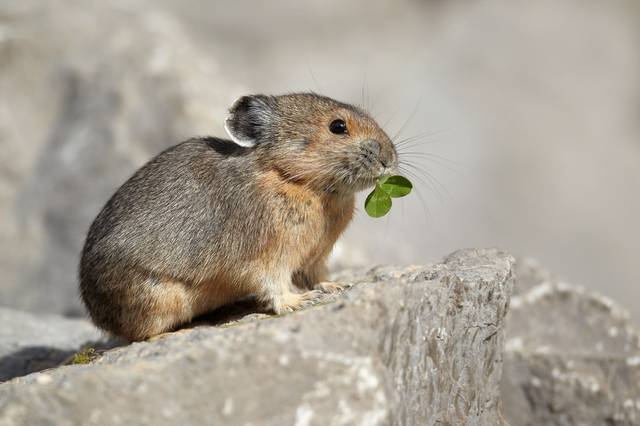 图片:pika boo 伊犁鼠兔,才发现了23年已濒临灭绝 微信号:guokrpac 有