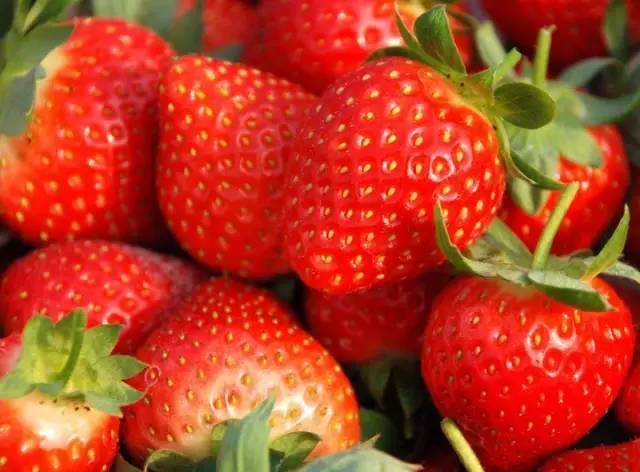 种植幸香,章姬,久久,全俊福品种的草莓,章姬草莓果实鲜红,呈鸡心型