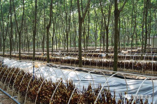 农民种植菌草灵芝脱贫就是因为它长的很像鹿角