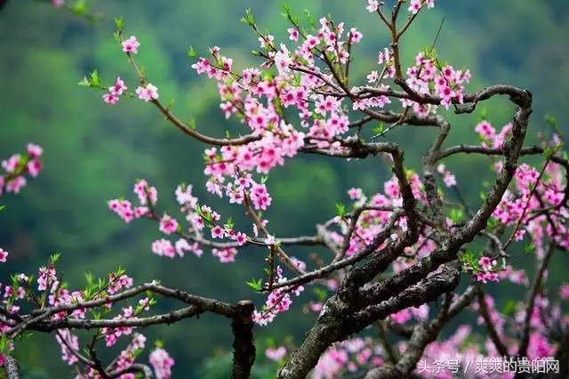 贵州这些"桃林仙境"带你进入"十里桃花"的世界!