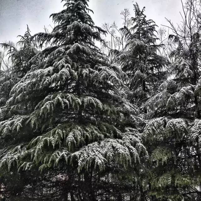 稀稀落落的雪花落在松树上,别有一番韵味