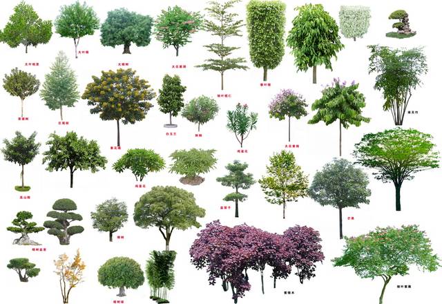 中国各个省市的常用园林绿化树种有哪些