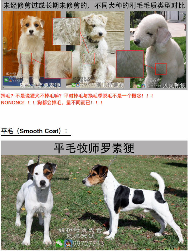 最萌犬种知识 | 杰克/牧师罗素更犬的三种被毛