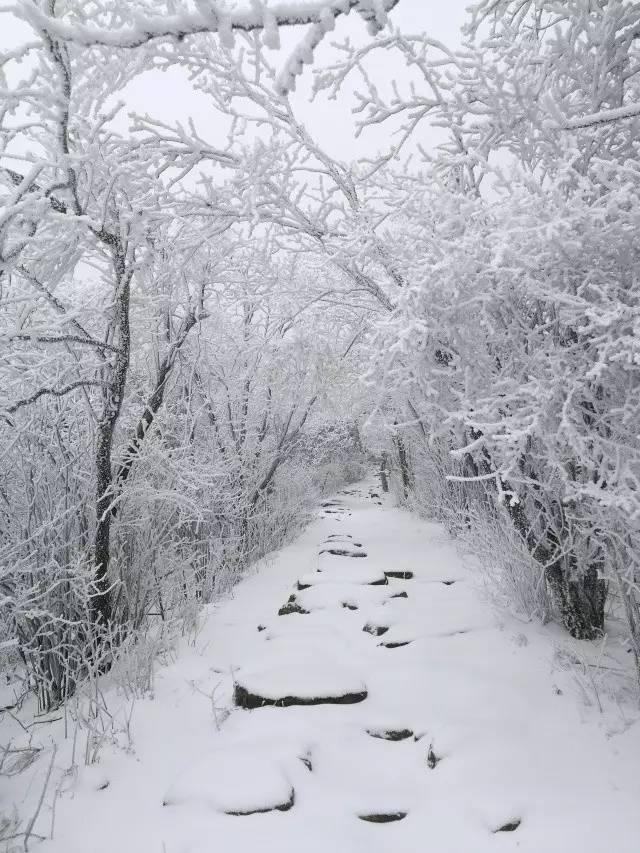 紧急公告-吴越古道下大雪啦(图片9日早上笔者拍摄)