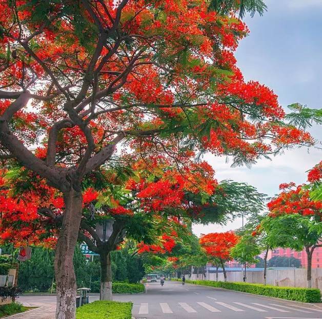 凤凰花开满路口 一方池水吹皱