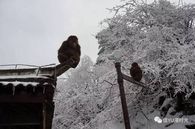 峨眉山的猴子在接到游客的食物后剥起包装是轻车熟路.