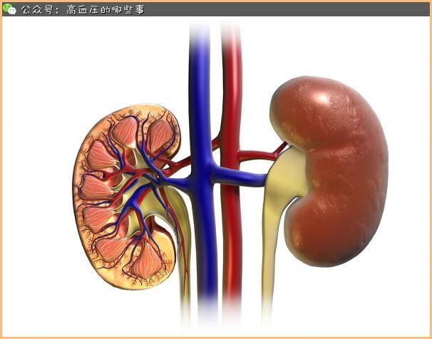 引起高血压的肾实质病变的病种有:急慢性肾炎,肾盂肾炎,狼疮性肾炎