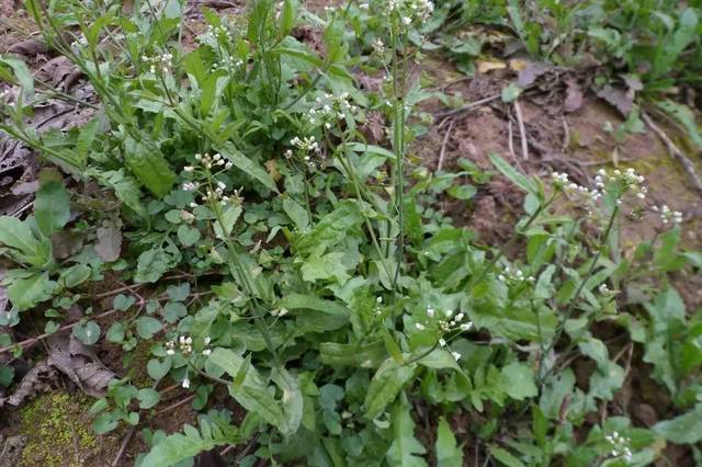 《本草》植物志之荠菜:野丫头也有春天