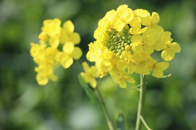 春天来了,桂阳早春油菜花悄然绽放,最佳赏花期是