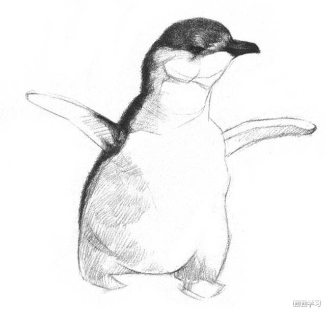 如何学素描——素描企鹅的绘画教程