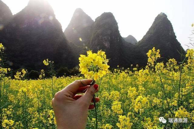 遇龙河赏油菜花$120 徒步遇龙河 桂林阳朔西街一日游(2月18日发团)