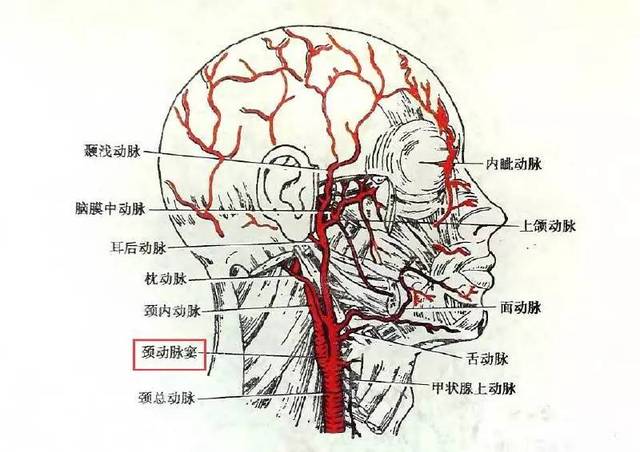 颈总动脉末端和颈内动脉起始部位的膨大部分,叫做颈动脉窦.