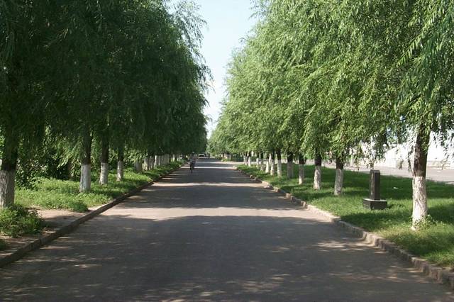 街道绿化行道树如何选择 好养护