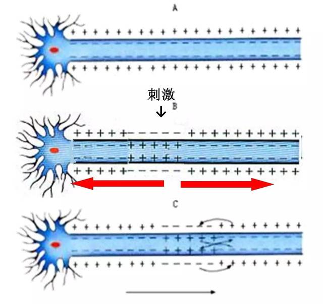 动作电位(action potential).