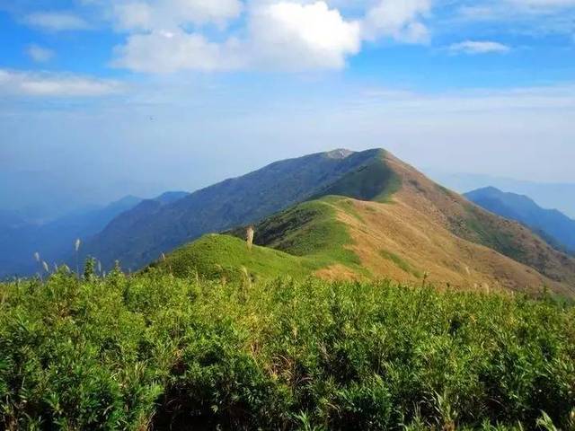 酃峰(炎陵县境内) 花美人 湖南气候适宜花朵生长.