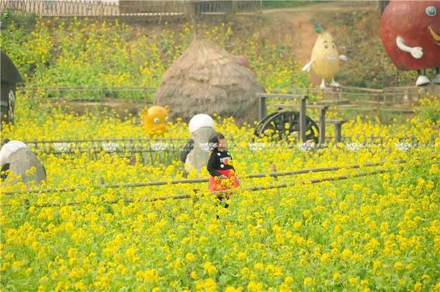 (图片                  连日的好天气让田园乐翻天的油菜花提前开放