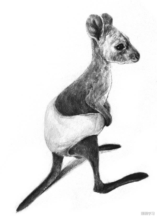 如何学素描——素描动物小袋鼠的绘画教程