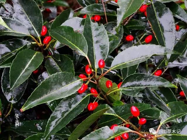 ardisia japonica 紫金牛科 myrsinaceae >>紫金牛属 别名:小青,矮