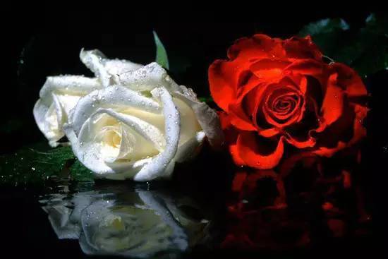 红玫瑰与白玫瑰|品图