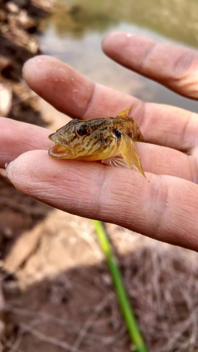 石头鱼照样徒手抓.