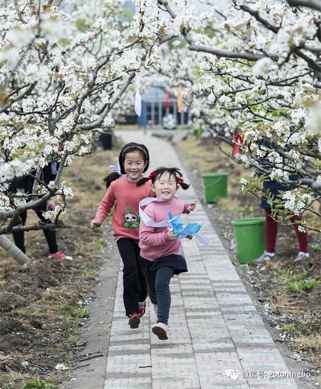 宁波镇海庄市光明村有200余亩梨树园,梨花盛开时,过街傍路白玉条,就像