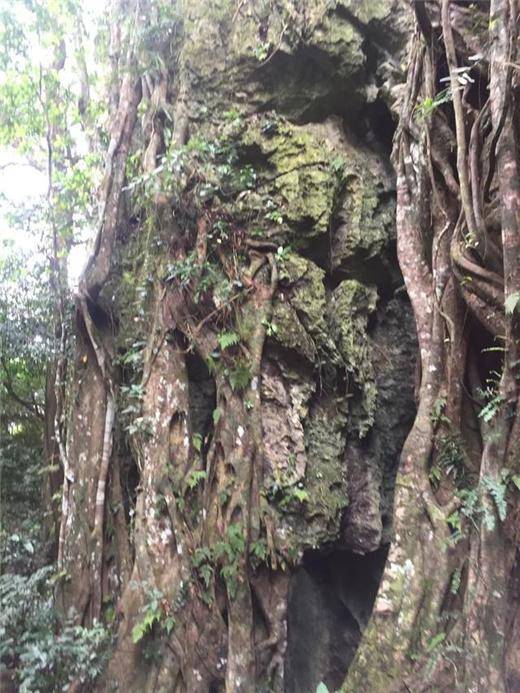 毛感仙安石林是大自然的精巧杰作,集奇石青山,悬崖洞穴,古树巨藤于