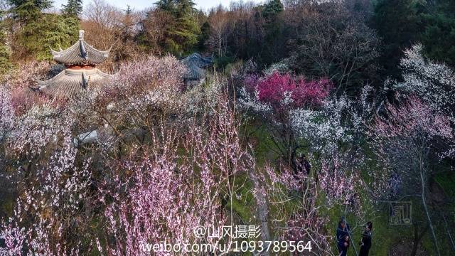 南京那么多赏梅胜地,为何我们独爱梅岗?