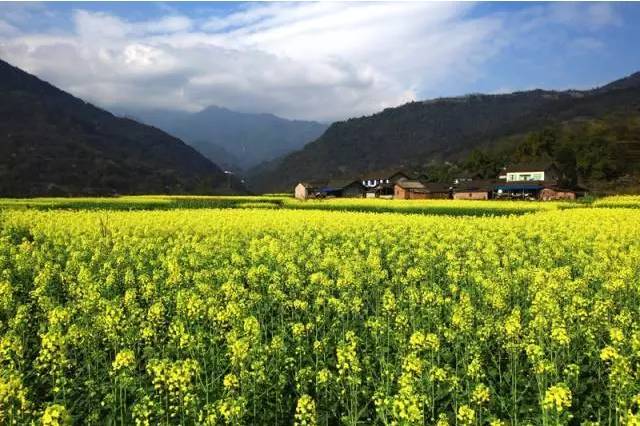 春日暖阳下 峨眉山脚,峨眉母亲河沿岸 成千上万亩 油菜花已然盛开