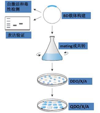 膜体系 核体系酵母双杂筛库之不同