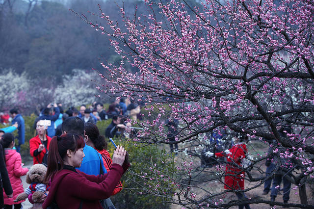 实拍:南京梅花山,梅花惊艳了春天