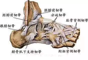 (足的韧带内侧面观)