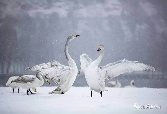 白雪皑皑,流落人家的小精灵,谢谢你们带来的别样美丽.